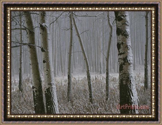 Raymond Gehman Aspen Stand in a Snowstorm Along The Bow Valley Parkway Framed Painting