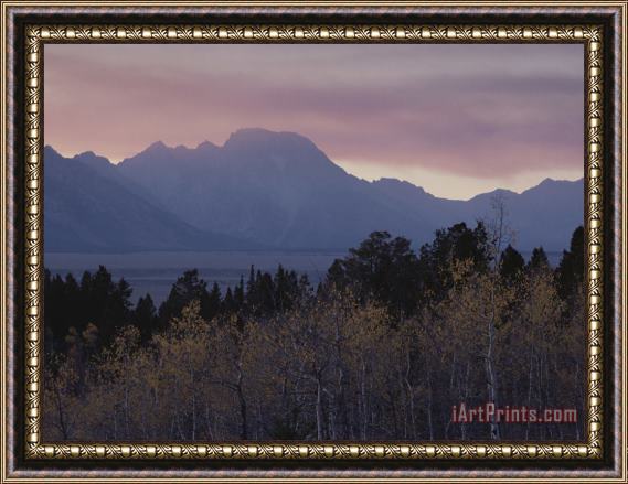 Raymond Gehman Aspens Grand Teton National Park Wyoming Framed Print