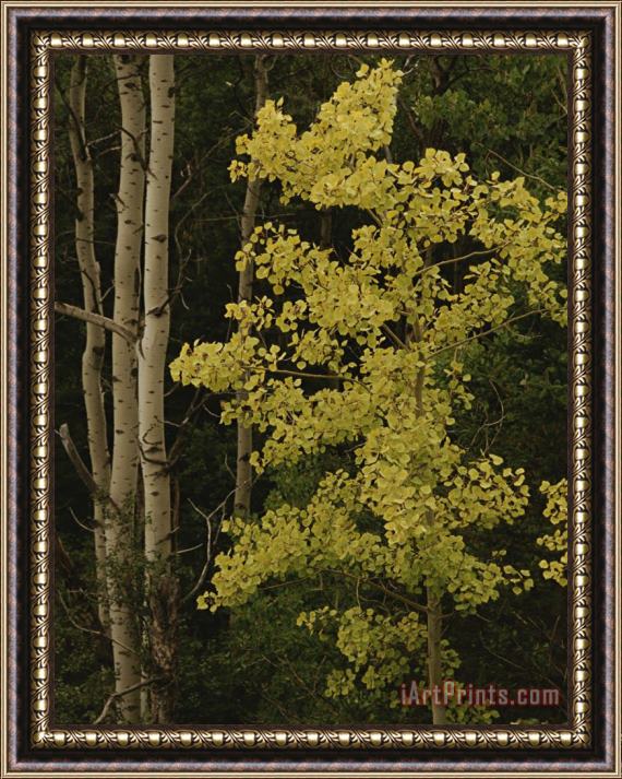 Raymond Gehman Aspens Stand Tall in This Woodlands View Framed Print