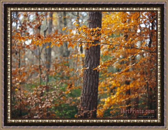 Raymond Gehman Autumn Colored Beech Trees And Pine in Upland Hardwood Forest Framed Painting