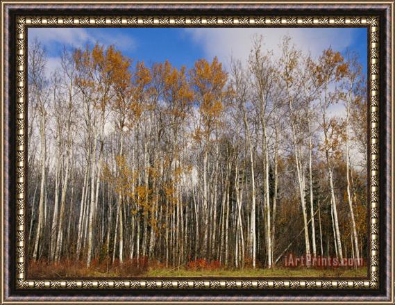 Raymond Gehman Autumn Colors Are Displayed in a Stand of Aspen Trees Framed Print