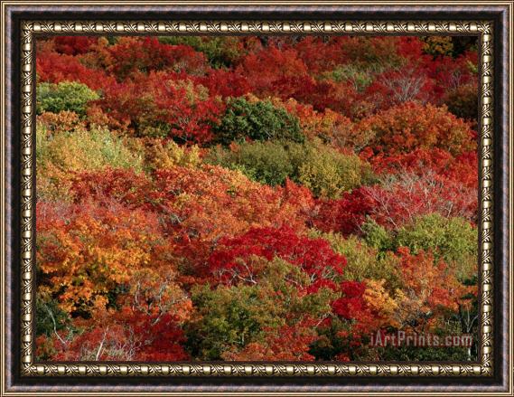 Raymond Gehman Autumn Colors Paint a Canadian Forest Framed Print