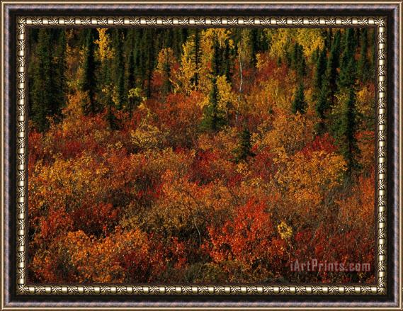Raymond Gehman Autumn Foliage Along The Mckenzie River Framed Painting