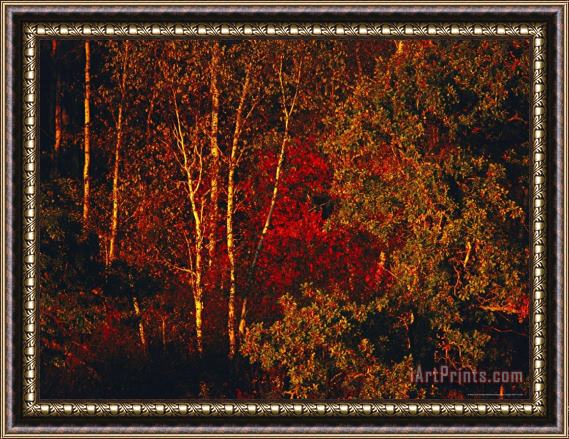 Raymond Gehman Autumn Foliage in The Late Afternoon Light Framed Painting