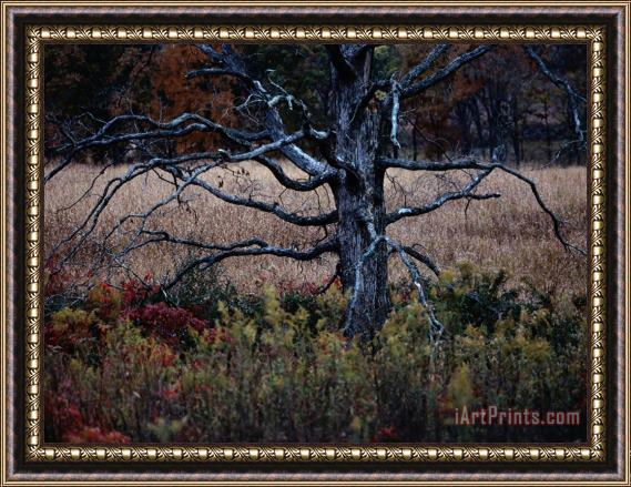 Raymond Gehman Autumnal View of an Old Oak Snag Framed Print