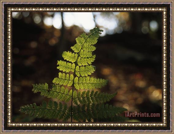 Raymond Gehman Backlit View of a Fern Frond with Spores on It Framed Painting