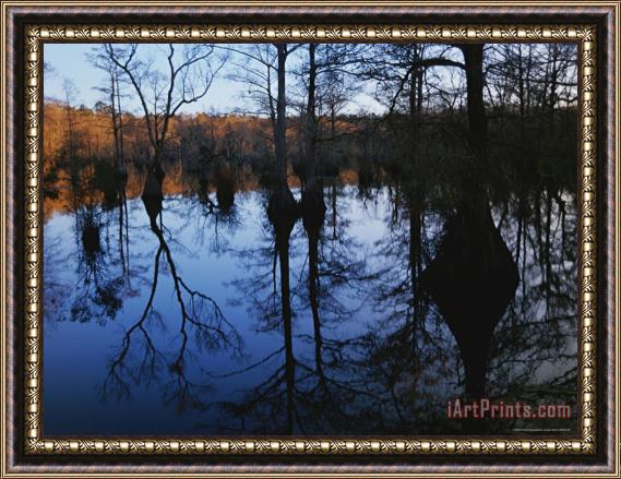 Raymond Gehman Bald Cypress And Gum Trees Reflected on Water at Sunrise Framed Painting