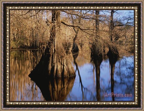 Raymond Gehman Bald Cypress Trees And Their Reflections on Water's Surface Framed Painting