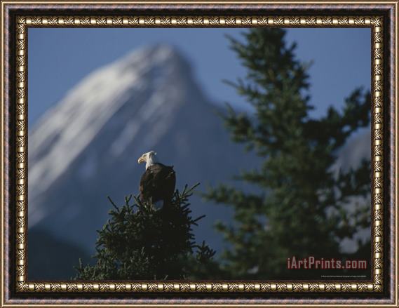 Raymond Gehman Bald Eagle Perches Atop a Fir Tree in The Shadow of Sirdar Mountain Framed Painting