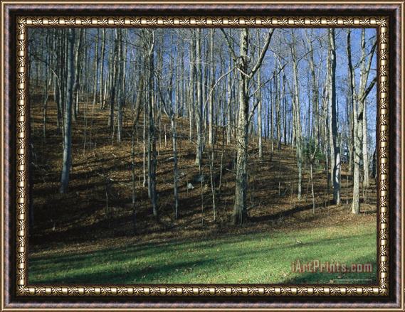 Raymond Gehman Bare Forest at Peaks of Otter Framed Painting