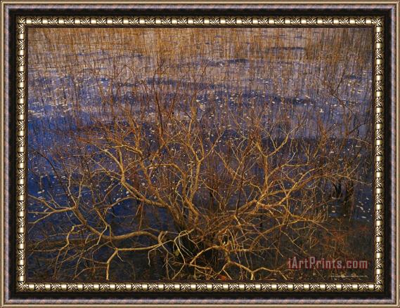 Raymond Gehman Bay Tree Branches Along The Edge of Lake Waccamaw The Worlds Largest Carolina Bay Framed Print