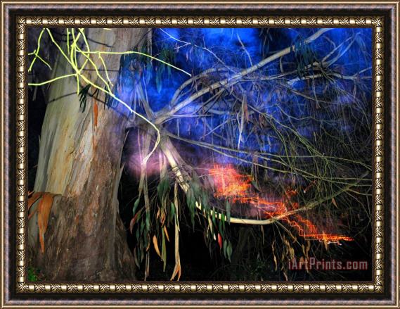 Raymond Gehman Bay Tree Flashed at Night in Buena Vista Park Framed Painting