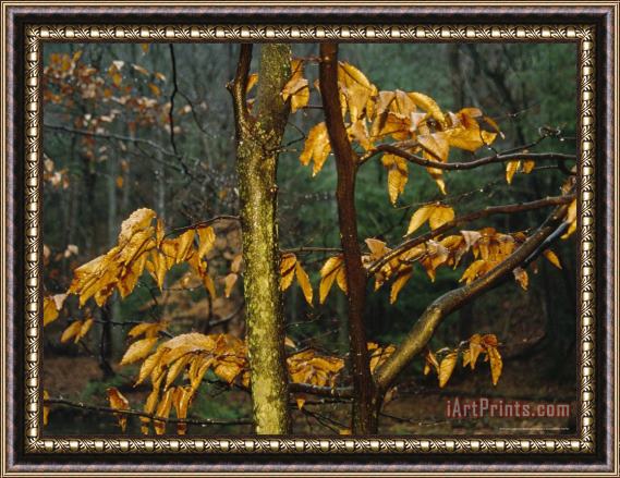 Raymond Gehman Beech Tree at Wilson Creek in The Rain Framed Print