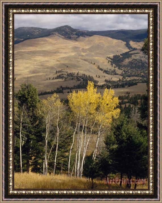 Raymond Gehman Beyond Evergreens And Aspens Grasslands Slope North to Yellowstone's Buffalo Plateau Framed Print
