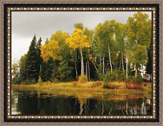 Raymond Gehman Birch And Pine Trees Along a Lake in Grass River Provincial Park Framed Print