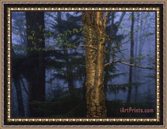 Raymond Gehman Birch Tree in a Foggy Forest at Twilight Framed Painting