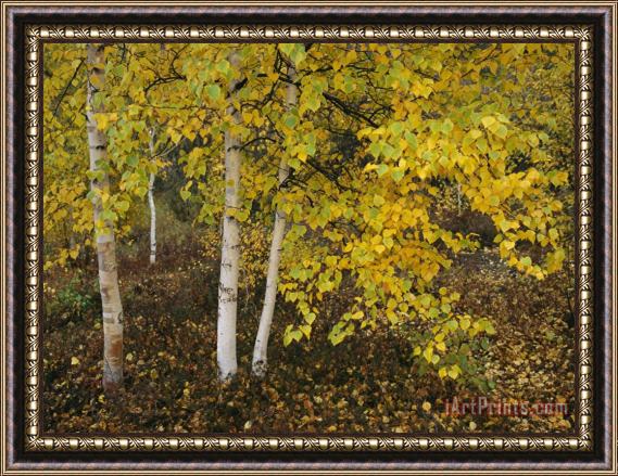 Raymond Gehman Birch Trees Along The Mackenzie River Framed Painting