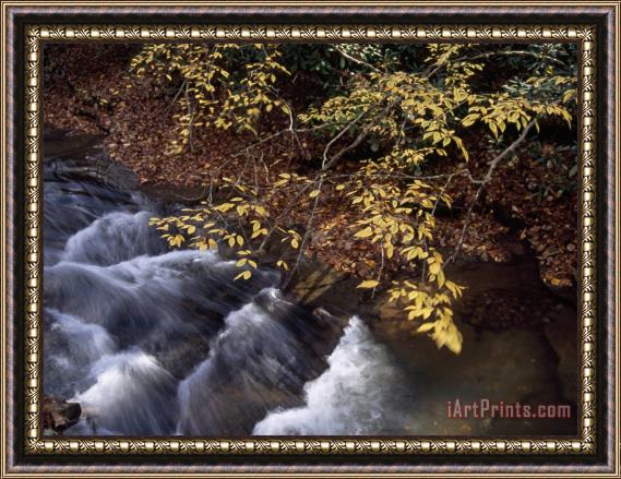 Raymond Gehman Birch Trees in Autumn Hues Along Island Lick Creek Framed Painting