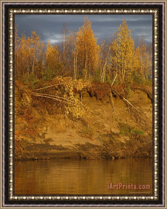 Raymond Gehman Birch Trees Topple Into The Mackenzie River Due to Erosion Framed Painting