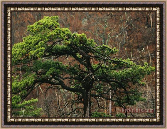 Raymond Gehman Black Pine in Forest Along Skyline Drive Framed Painting