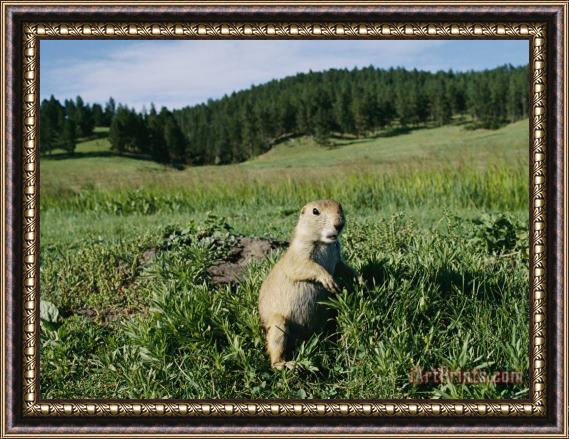 Raymond Gehman Black Tailed Prairie Dog by Its Burrow Framed Painting