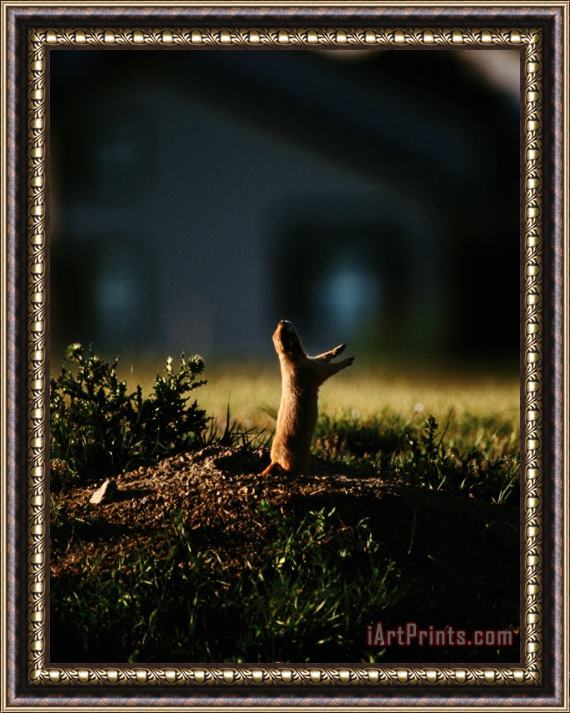 Raymond Gehman Black Tailed Prairie Dog on Mound Near Louisville Colorado Framed Painting