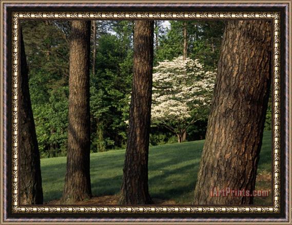 Raymond Gehman Blooming Dogwood Tree Among Pine Trees Framed Painting