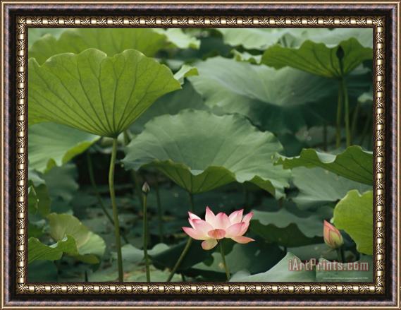 Raymond Gehman Blooming Lotus Water Lily Flower Framed Painting