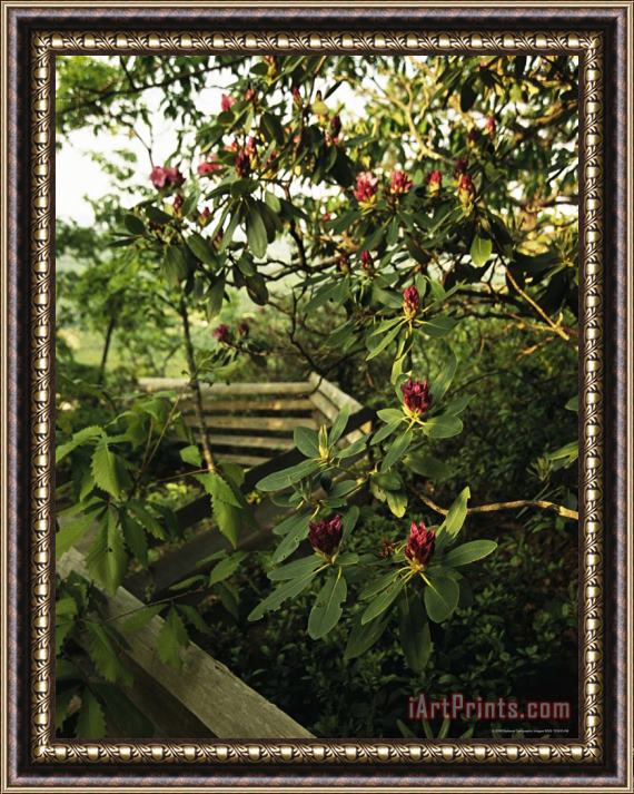 Raymond Gehman Blooming Rhododendron Along a Trail with Split Rail Fence Framed Print