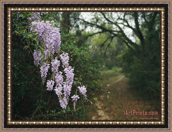 Raymond Gehman Blossoming Wisteria Framed Painting
