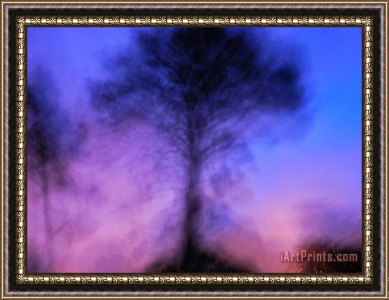 Raymond Gehman Blurred Shot of Tree in San Francisco Park Framed Painting