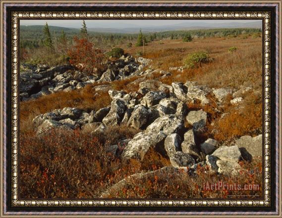 Raymond Gehman Boulders in a Heath And Blueberry Barrrens Framed Painting