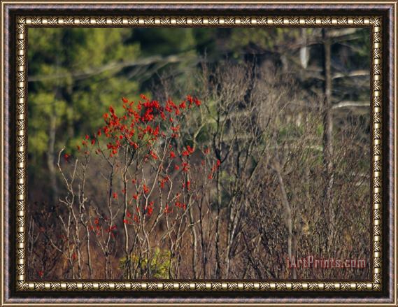 Raymond Gehman Bright Red Berries of The Serviceberry Bush Brighten a Swamp Habitat Framed Print