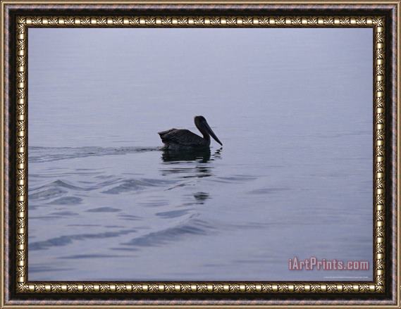 Raymond Gehman Brown Pelican Swimming Along The Water's Surface Framed Print