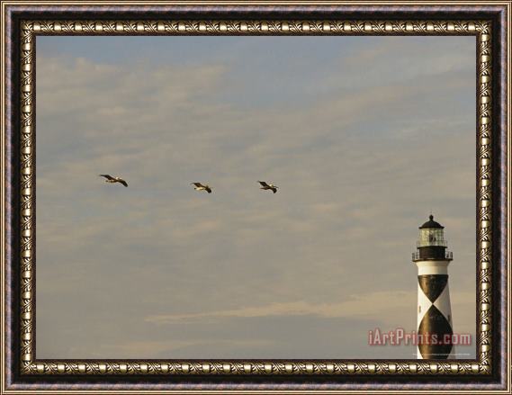Raymond Gehman Brown Pelicans Flying Near The Cape Lookout Lighthouse Framed Print
