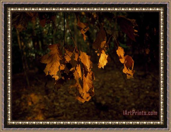 Raymond Gehman Browned Leaves Clinging to an Oak Tree Branch Framed Print