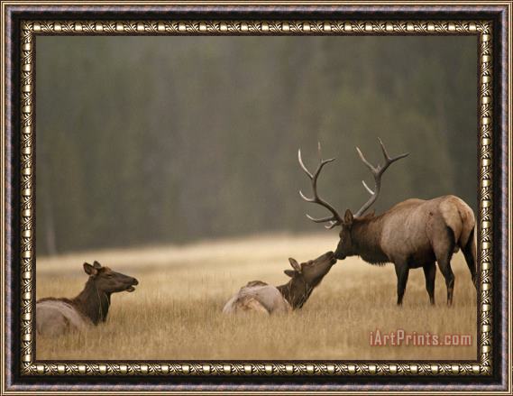 Raymond Gehman Bull Elk Nuzzles a Cow in Yellowstone's Elk Park a Meadow Near The Gibbon River Framed Painting