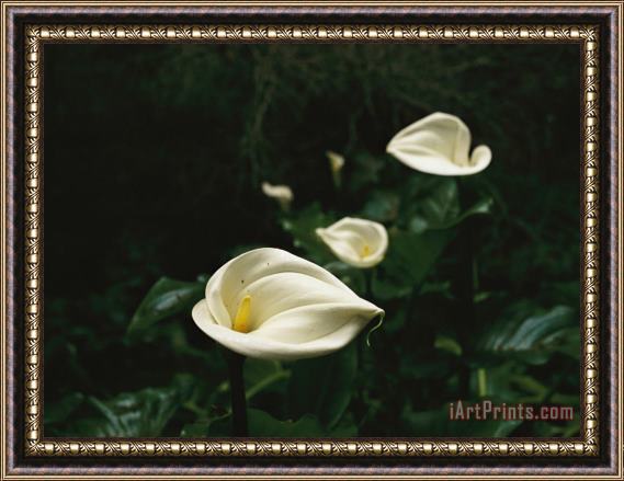Raymond Gehman Calla Lilies in Plum Orchard Framed Painting
