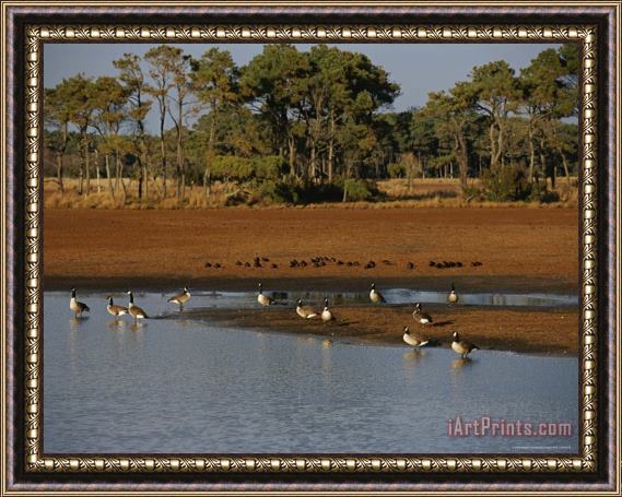 Raymond Gehman Canada Geese And Resting Ducks at The Edge of a Marsh Framed Print