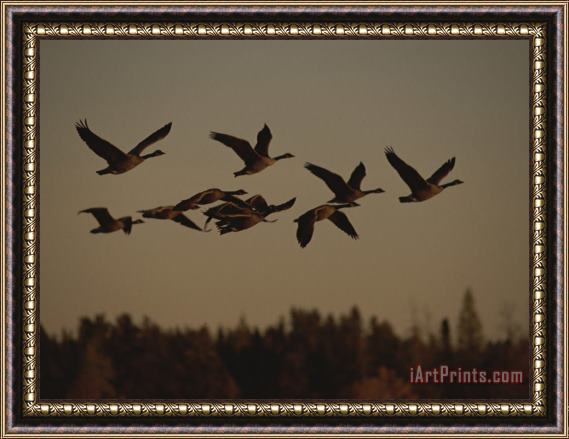 Raymond Gehman Canada Geese Fly in a Group Through a Goose Sanctuary Framed Print