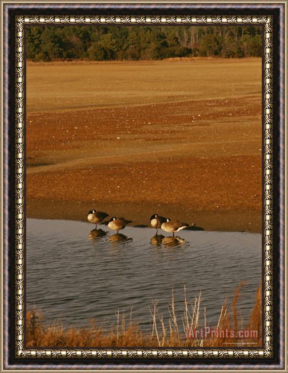 Raymond Gehman Canada Geese Resting in The Shallows of a Freshwater Marsh Framed Painting