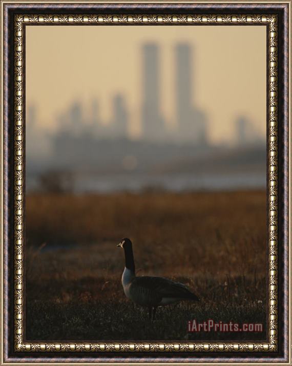 Raymond Gehman Canada Goose Branta Canadensis And Hazy Twin Towers Skyline Framed Print