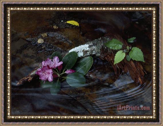 Raymond Gehman Catawba Rhododendron Blossom in a Mountain Stream in Hanging Rock State Park North Carolina Framed Painting