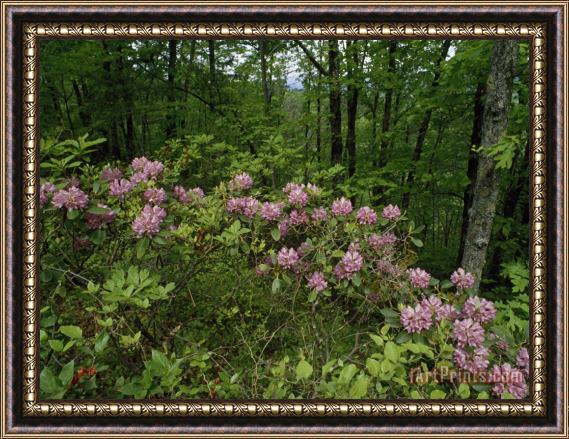 Raymond Gehman Catawba Rhododendrons in Hanging Rock State Park North Carolina Framed Print