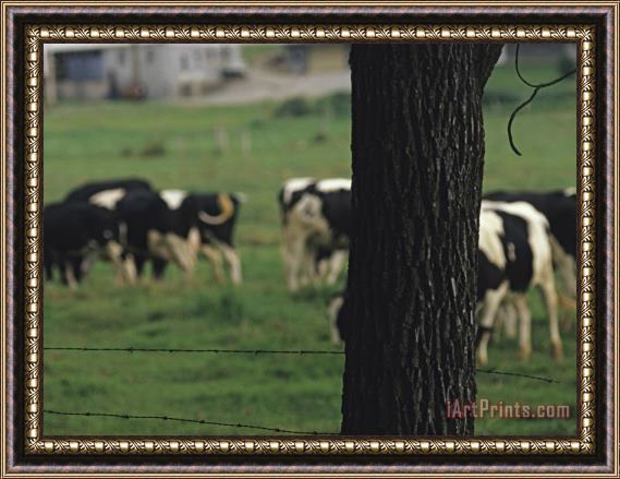 Raymond Gehman Cattle Grazing in a Field Beyond a Barbed Wire Fence Framed Painting