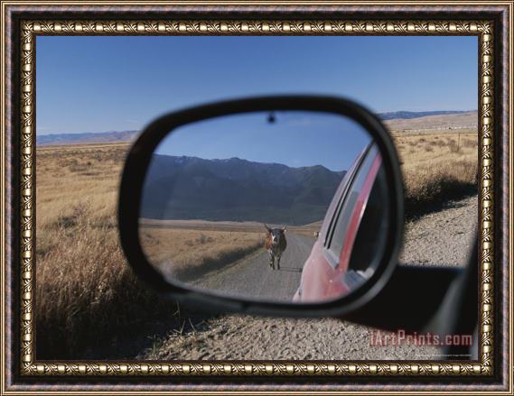 Raymond Gehman Cattle on a Dirt Road Are Reflected in The Rear View Mirror of a Car Framed Painting