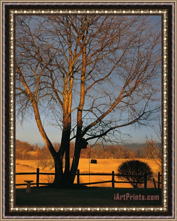 Raymond Gehman Cherry Tree in Waynesboro Pennsylvania Framed Painting