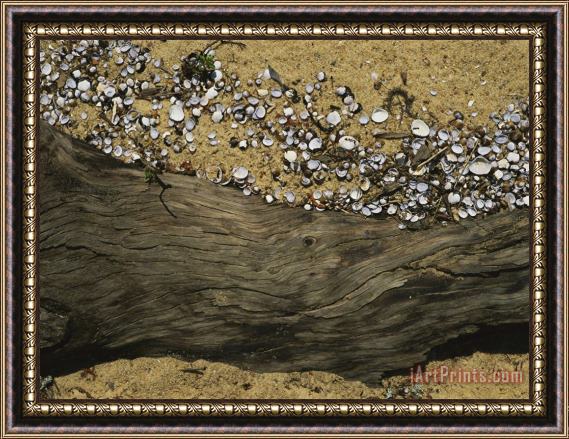 Raymond Gehman Clam Shells Piled Up Against a Log Where The Tide Deposited Them Framed Painting