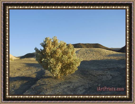 Raymond Gehman Close Up of a Desert Plant in Death Valley National Park California Framed Painting