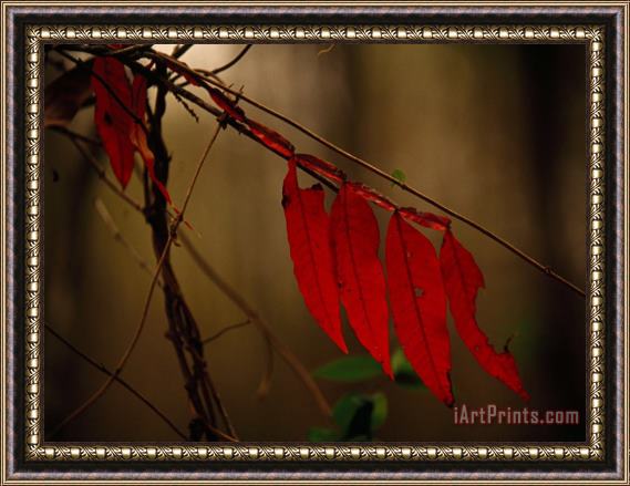 Raymond Gehman Close Up of Sumac Leaves in Autumn Hues Framed Painting